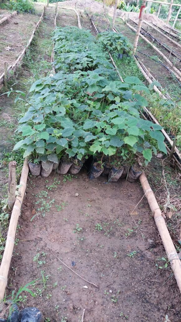 ECOGENESIS (1)